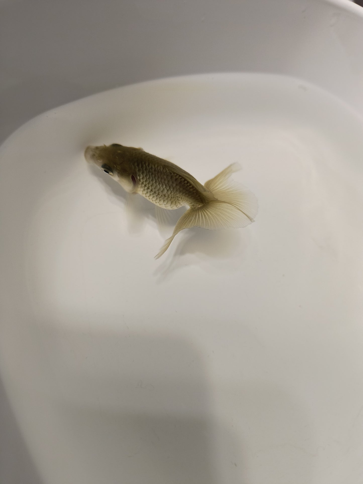 Tosakin Goldfish, Individual Fish